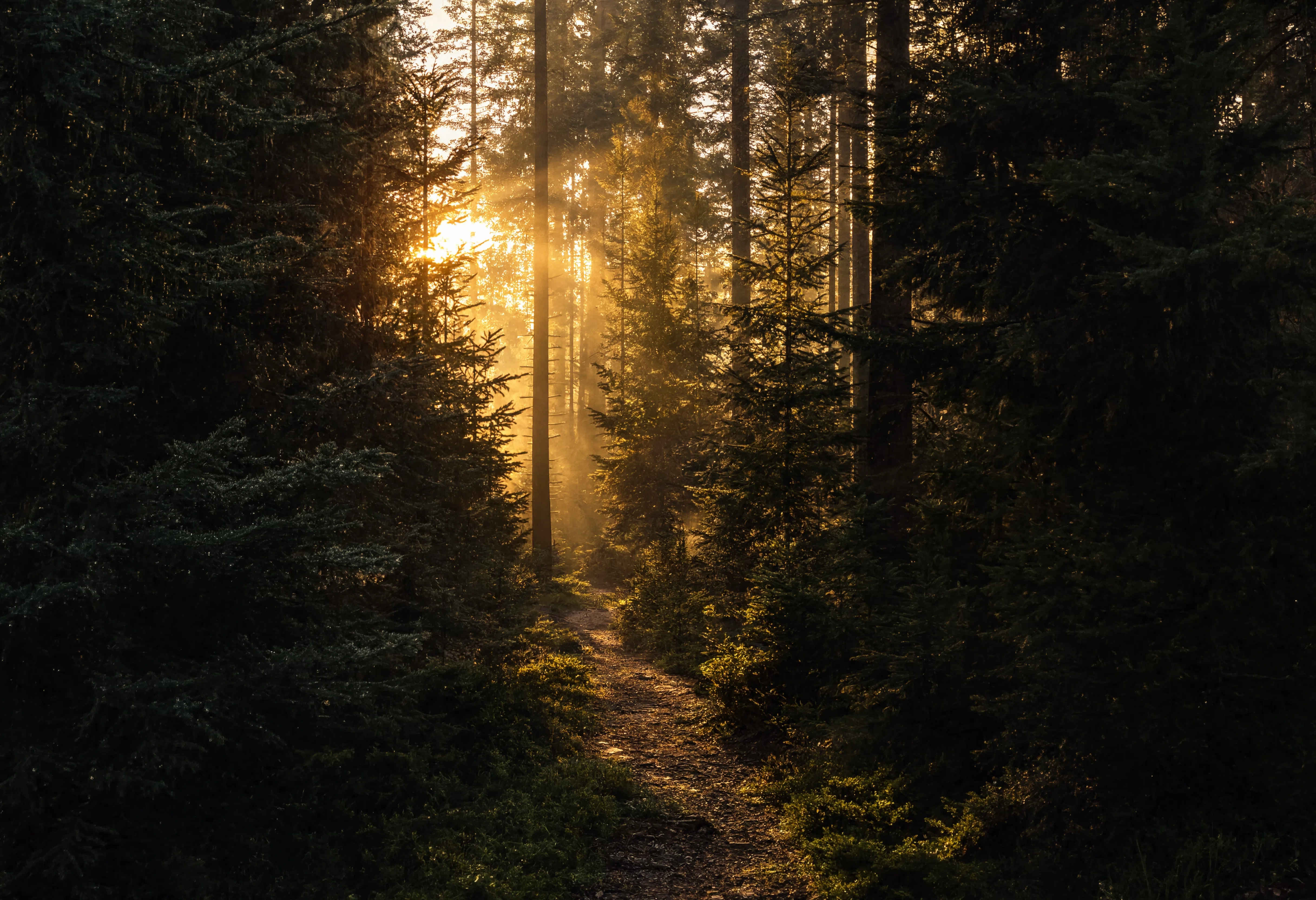 Schwarzwald Expedition — Dichtes grünes Waldpanorama im Morgengrauen